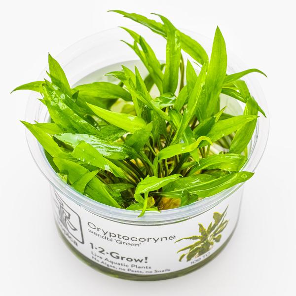Cryptocoryne wendtii 'Green'